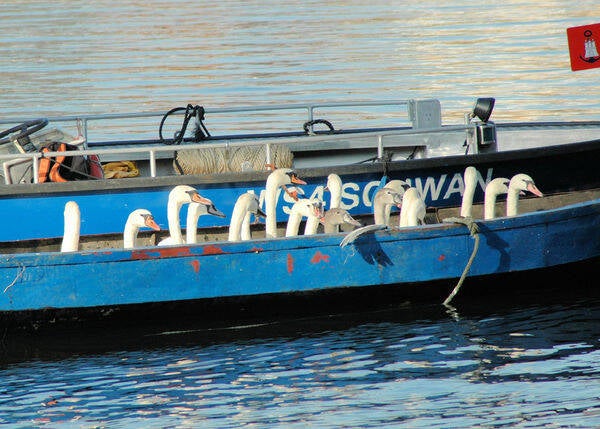 Hamburg. Alsterschwäne / 99
