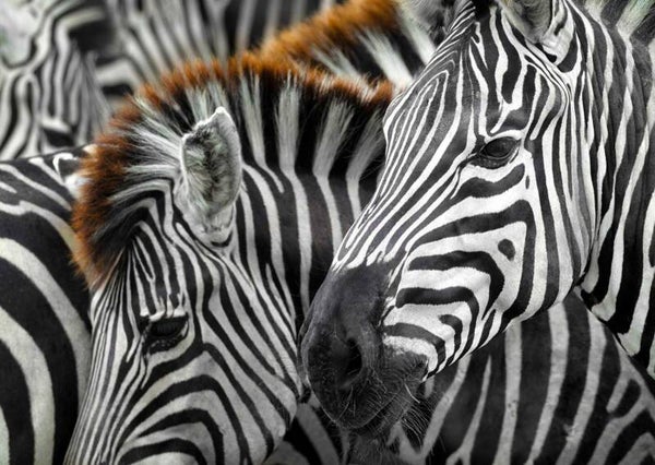 Zebras / 1000