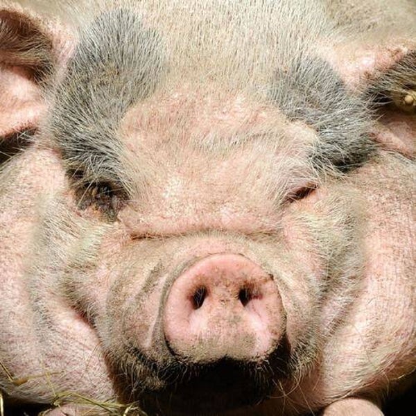 Q-Puzzle: Animal-01