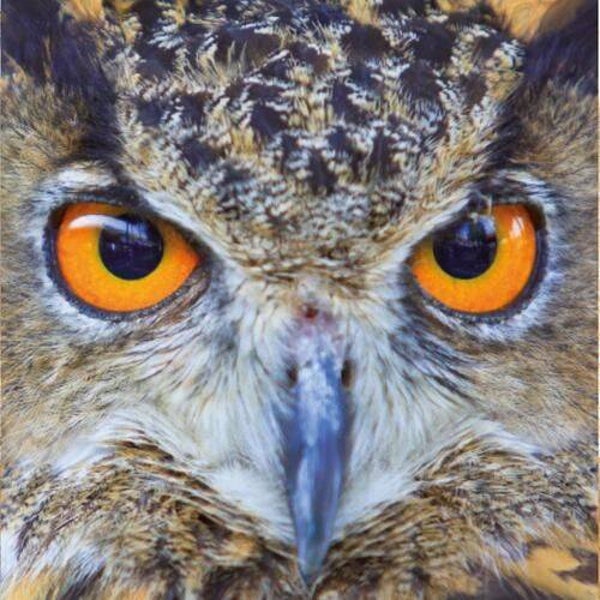Q-Puzzle: Animal-04