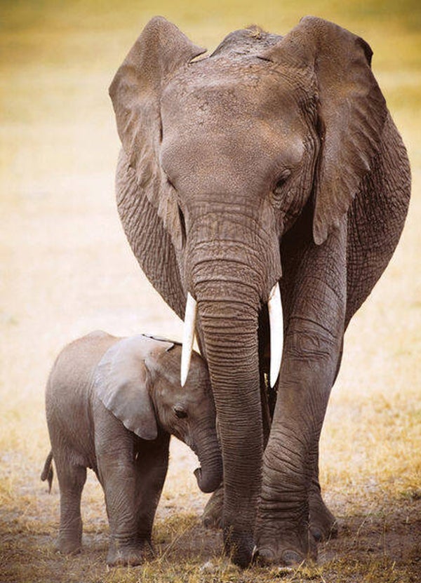 Elephant & Baby