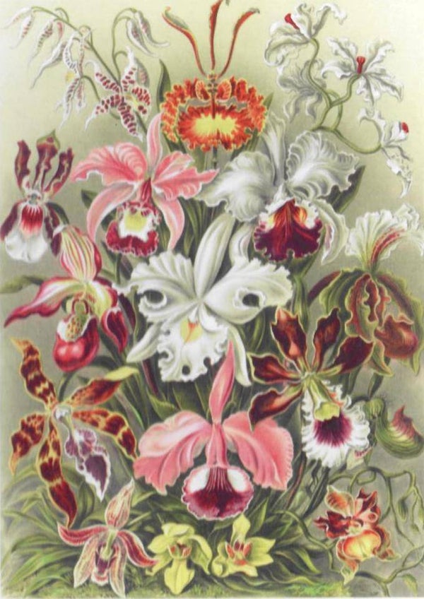 Haeckel: Orchids / 500 (PP)