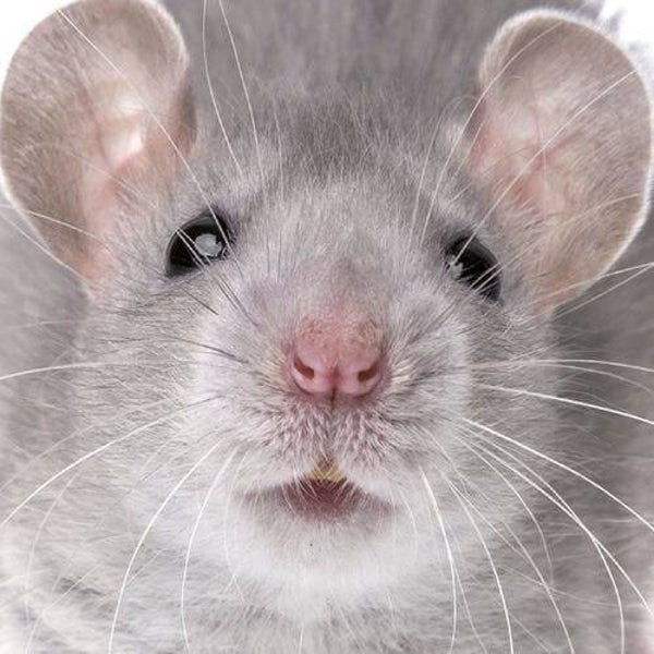 Q-Puzzle: Animal-03 / 46 (CUR)