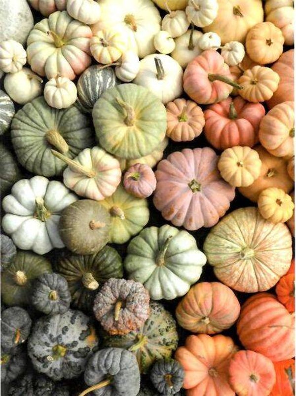 Chitnis: Heirloom Pumpkins / 1000
