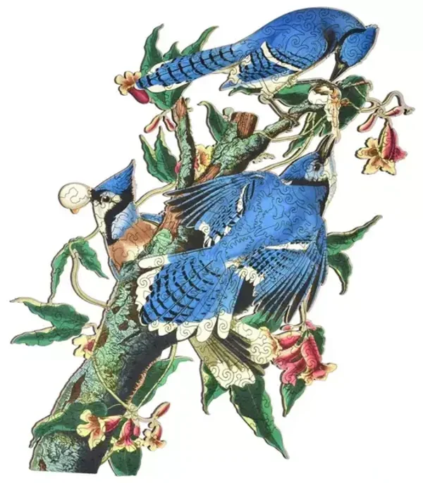 Audubon: Blue Jay