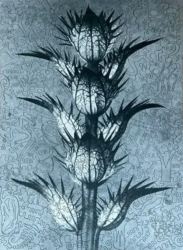 Blossfeldt: Acanthus Mollis / 365 (CDB)