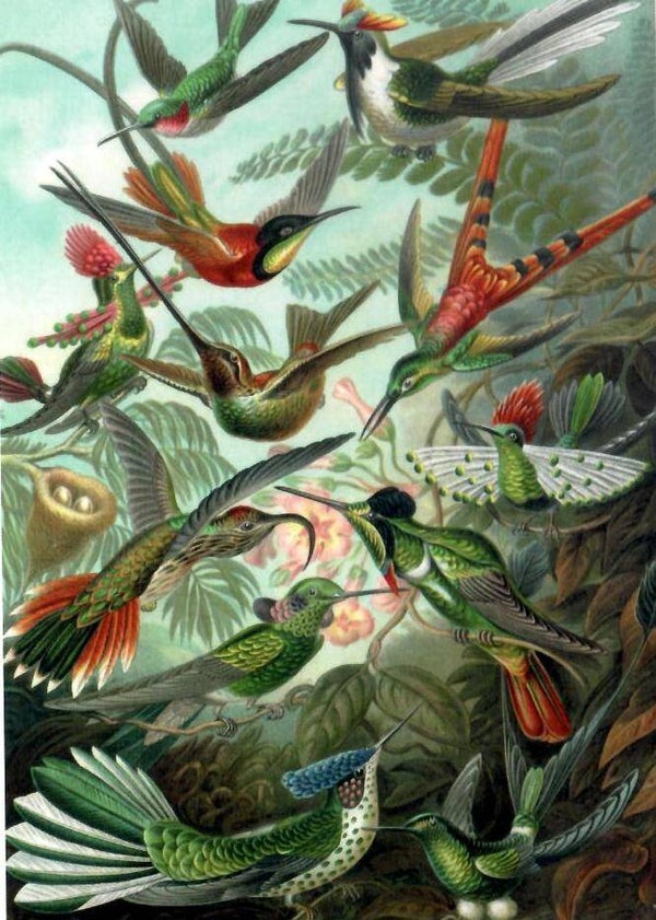 Haeckel: Hummingbirds / 1000 (PP)