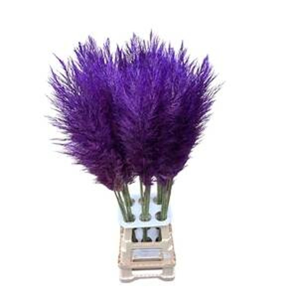 Corta Selloan Pampas Diverse kleuren