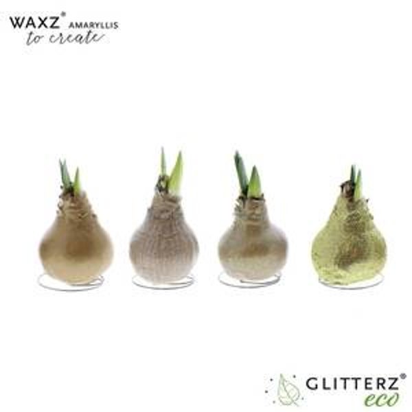 Amaryllisbol inwax