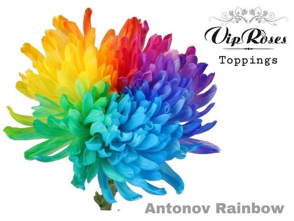 CHR G ANTONOV RAINBOW