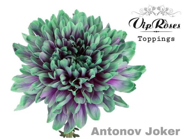 Chrysant Joker