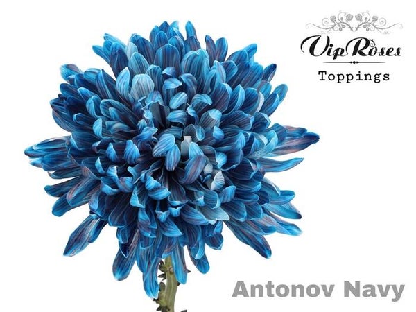 Chrysant Navy