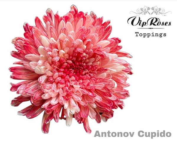 Chrysant Cupido
