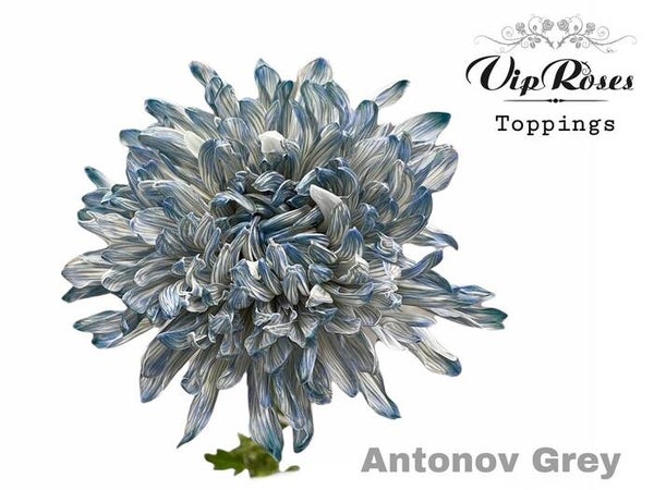 Chrysant Grey