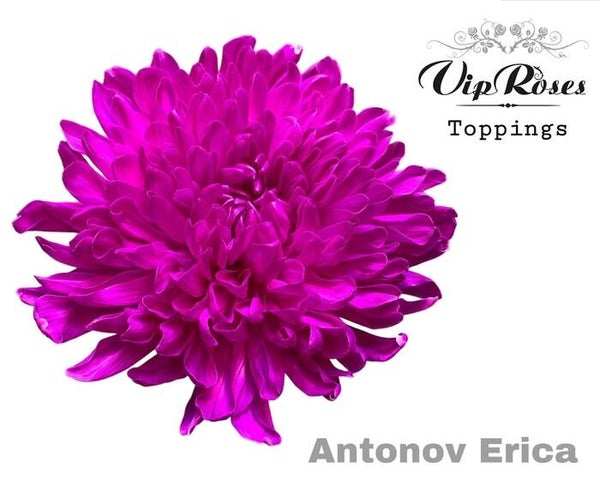 Chrysant Erica