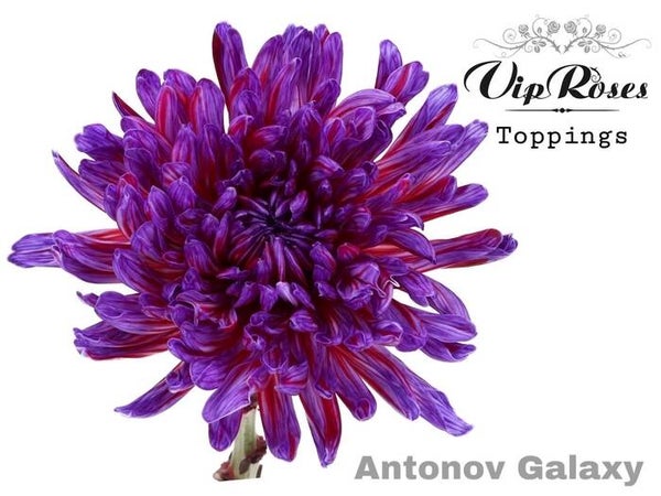 Chrysant Galaxy