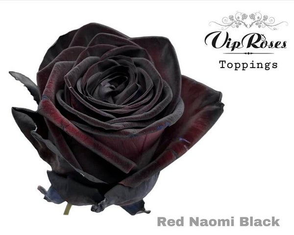 Roos Red naomi black