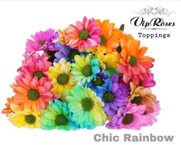 Tros Chrysant rainbow coller