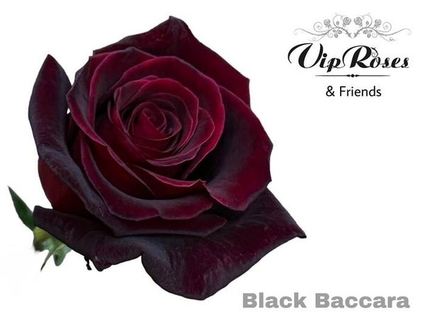 Roos Black Baccara