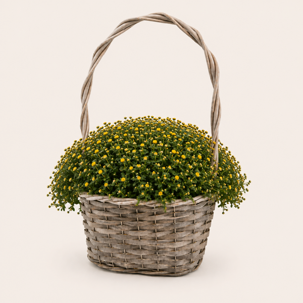 Chrysant in Mand