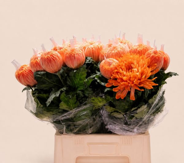 Grootbloemige Chrysant - diverse kleuren