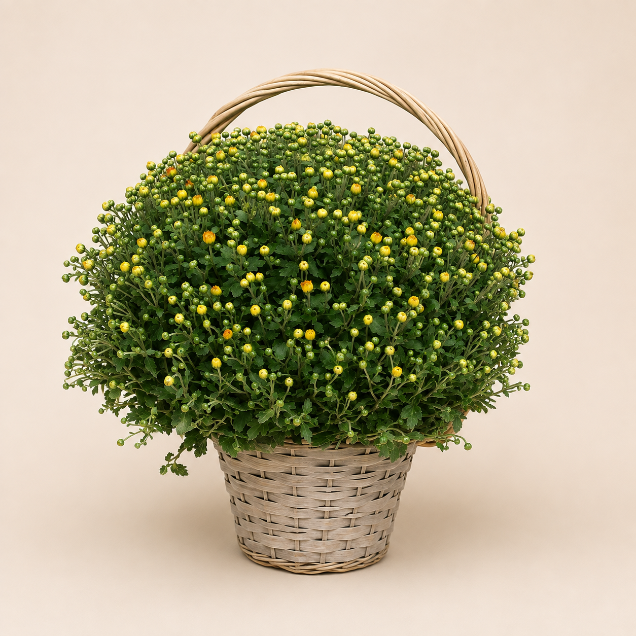 Chrysant in Mand