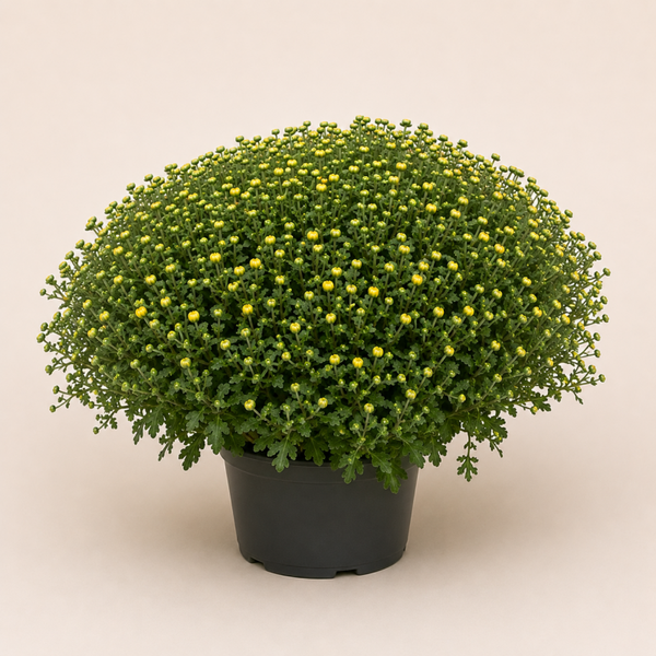 OPENINGSACTIE Bol chrysant