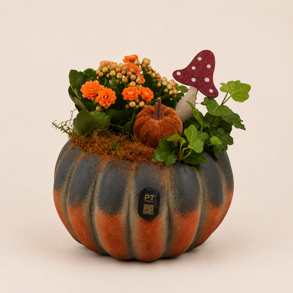 Herfstarrangement Pompoen – Kalanchoë & Klimop