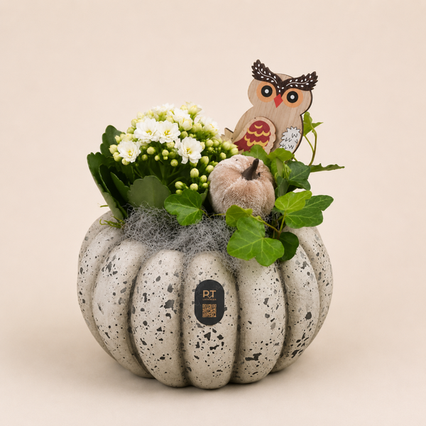 Herfstarrangement Pompoen – Kalanchoë & Uil