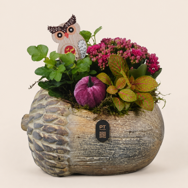 Herfstarrangement Eikel – Kalanchoë & Uil