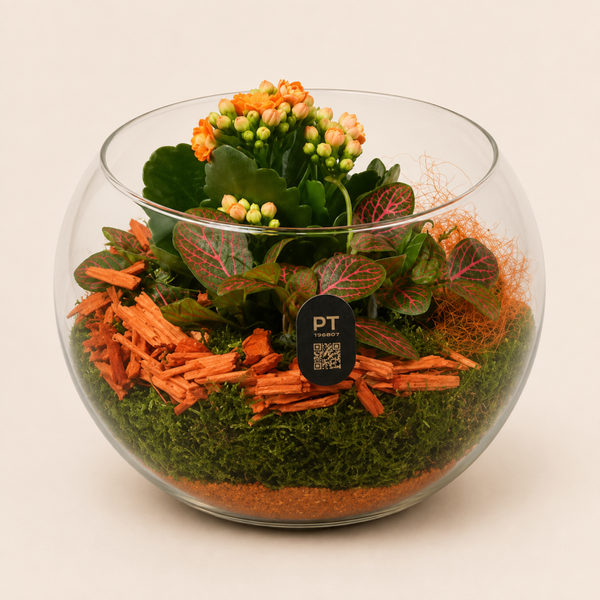 Herfstarrangement Glazen Bol – Kalanchoë & Fittonia