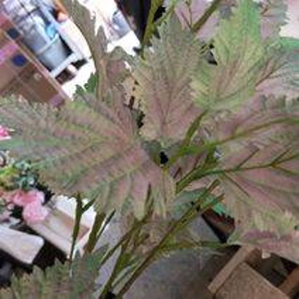 Begonia Blad grof