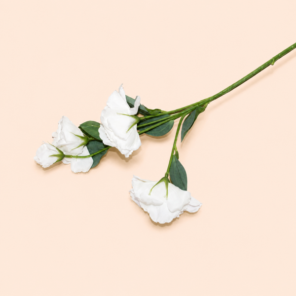 Lisianthus - Kunst