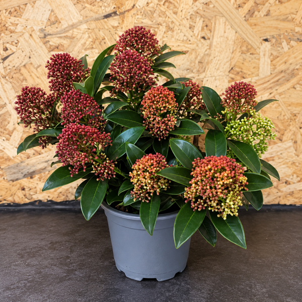 Skimmia Japonica