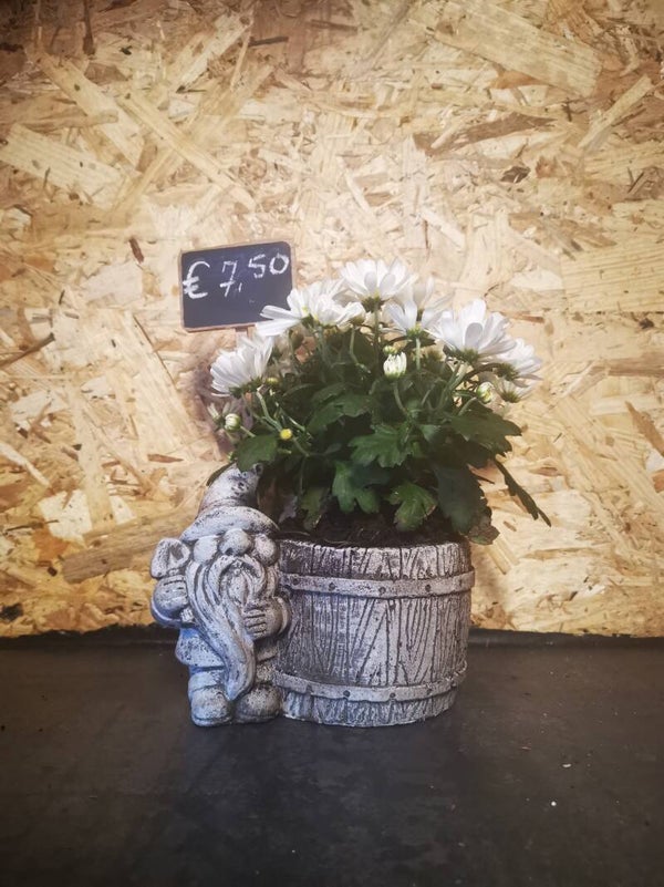 Decoratieve Kabouterpot met witte chrysant