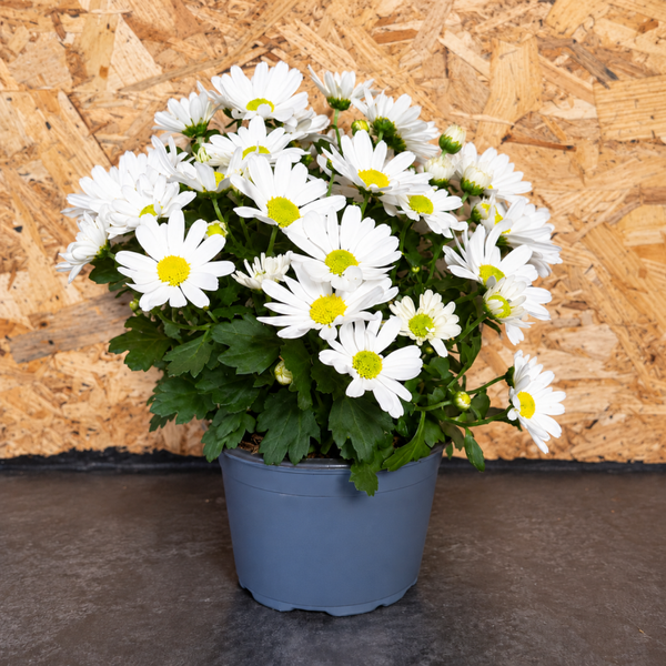 Witte Chrysant
