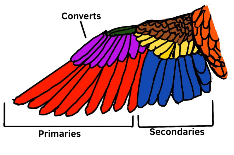 Bird wing feather diagram.