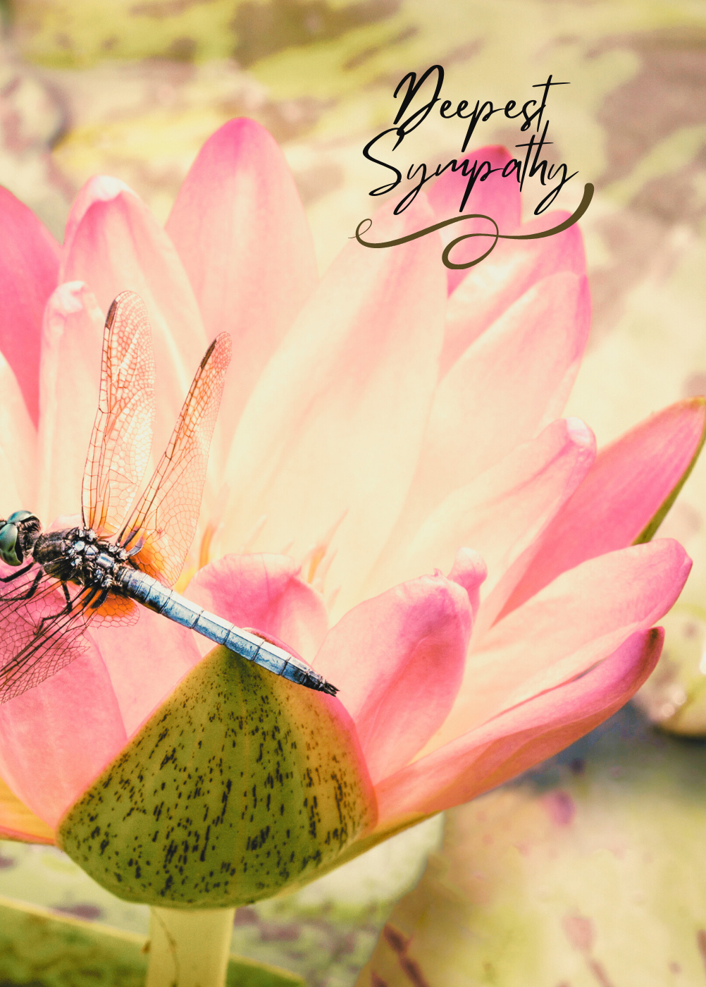 Sympathy Card - Dragonfly