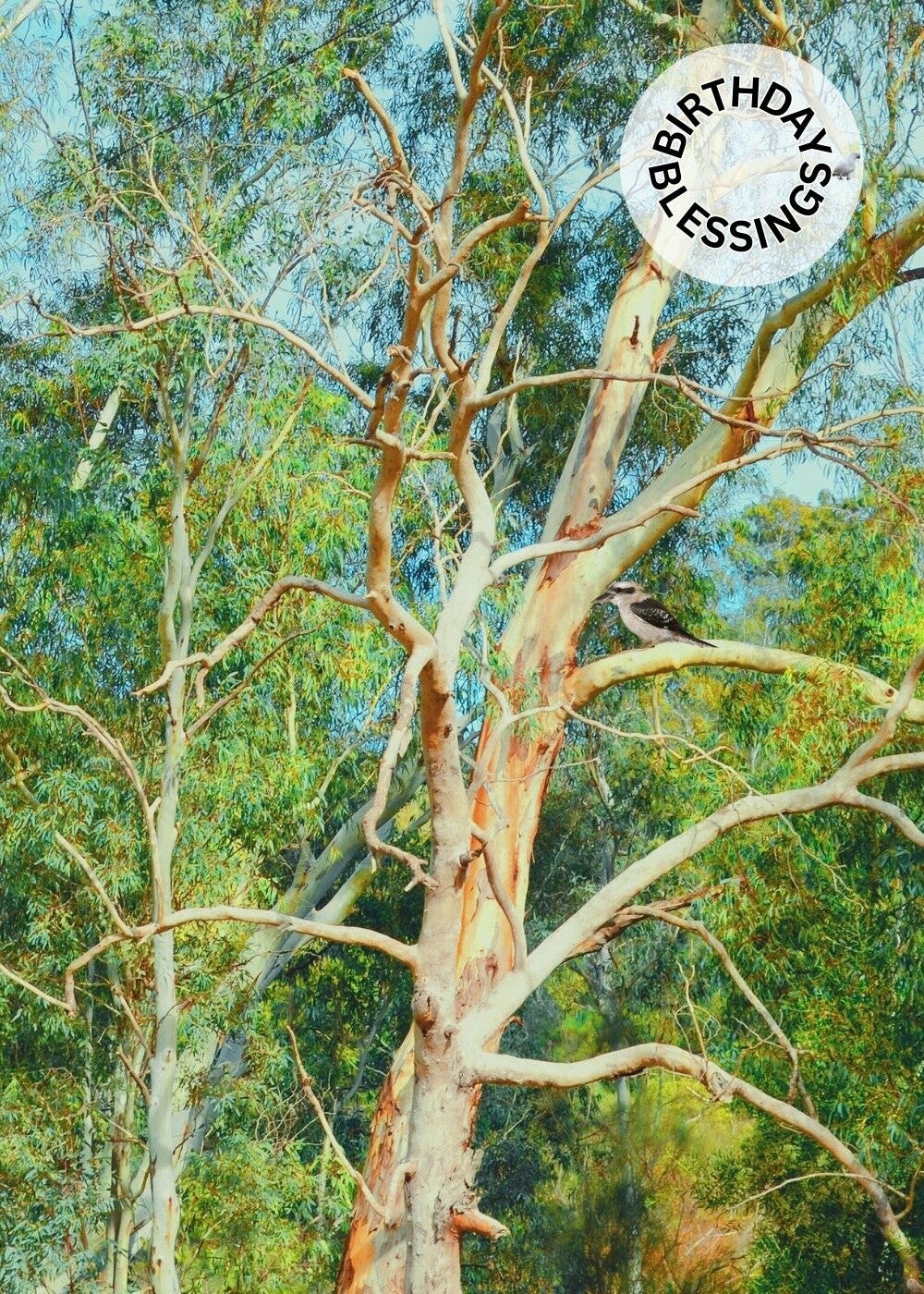 Birthday Card - Australian Bush