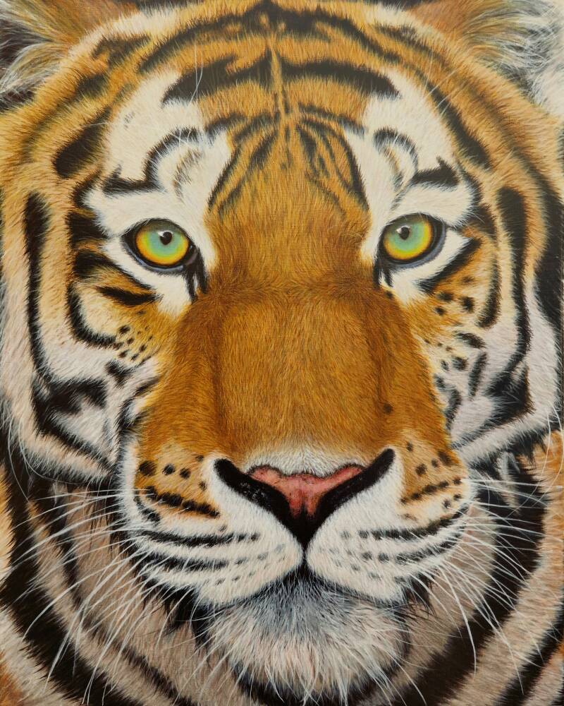 Tijger