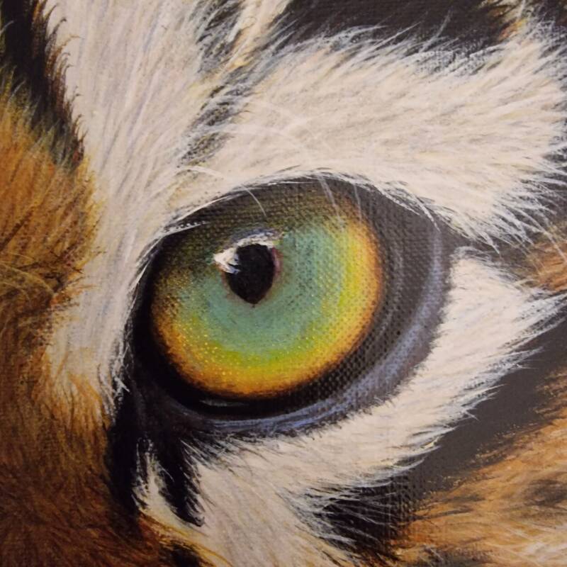 Close-up Tijger