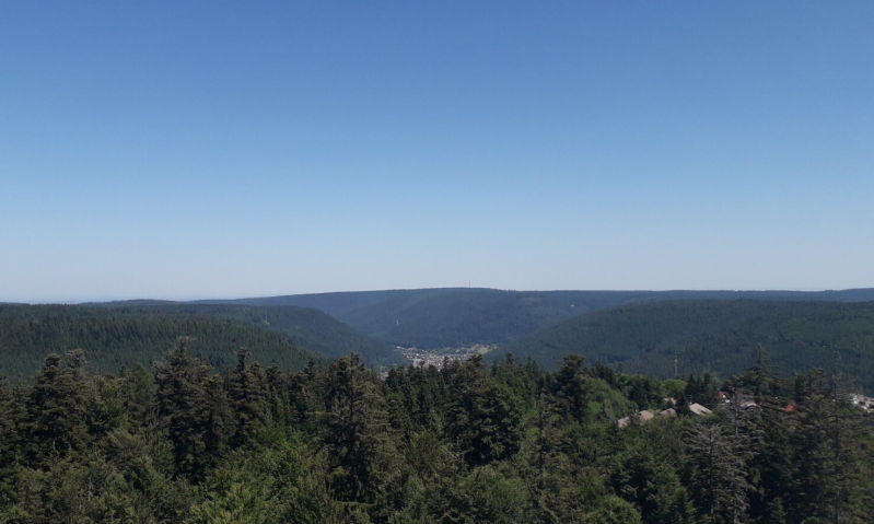 Zwarte woud, boomkruinwandelpad