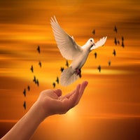 dove-3426159_640-standard.jpg