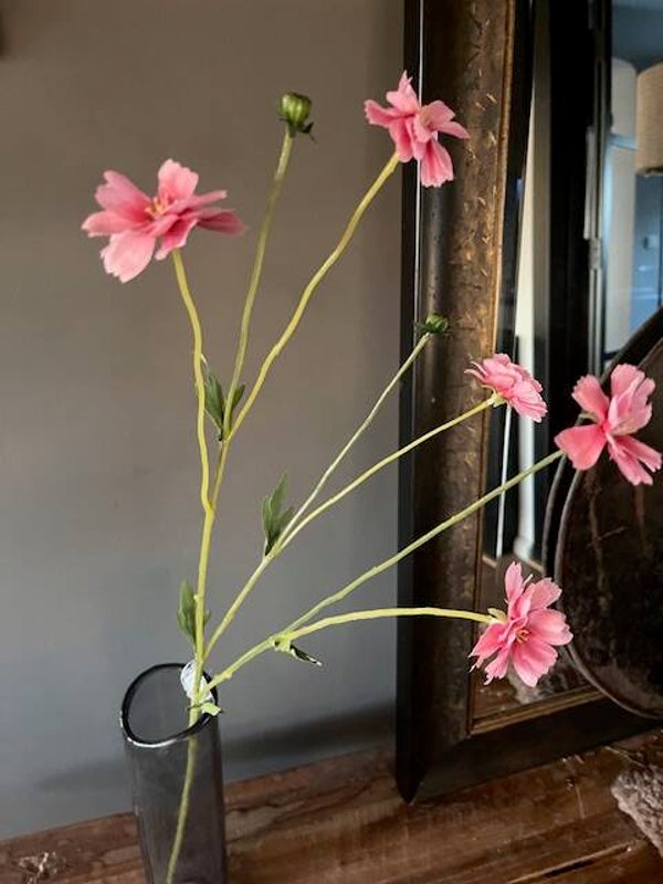 Roze korenbloem 🩷