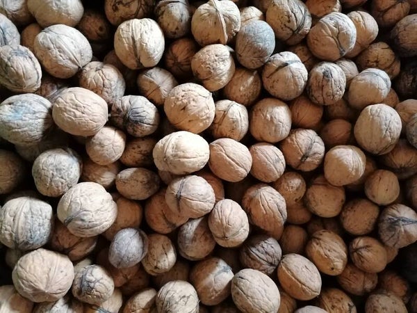 Walnoten in dop 1 kilo