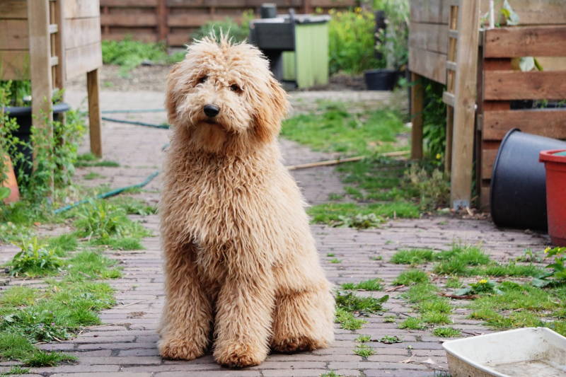 Suur de labradoodle