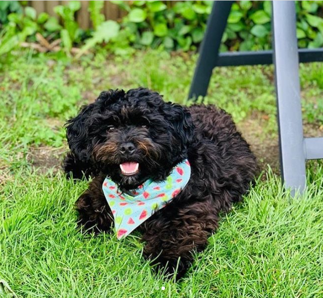 sammypupvanmax.png