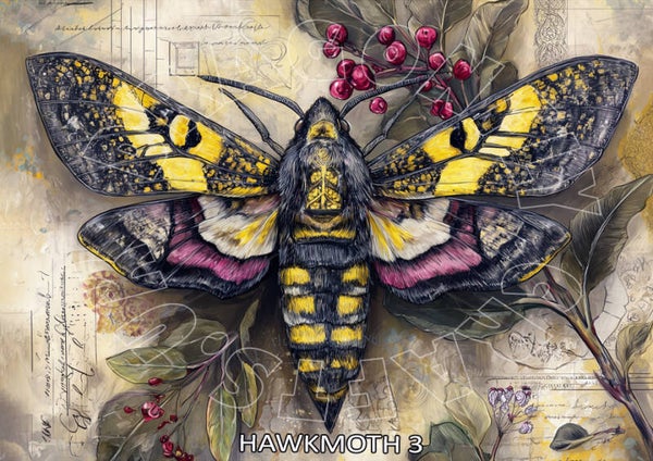 Hawk Moth 3 Rice Paper