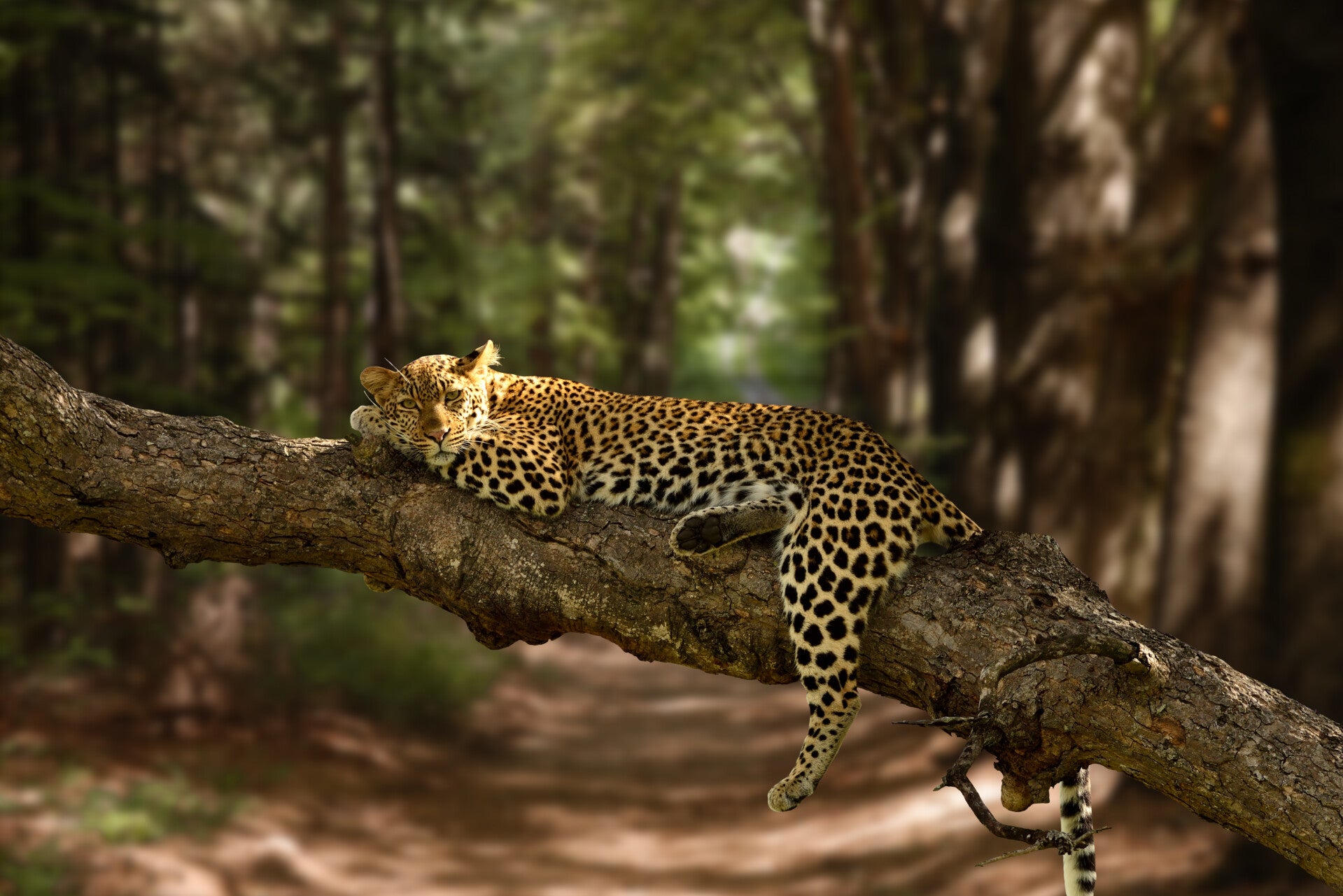 Leopard in Sri Lanka national park wildlife safari