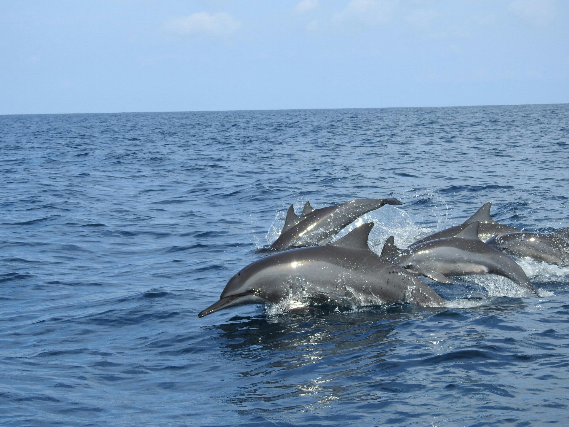 Dolphins in the ocean in Sri Lanka wildlife travel experience